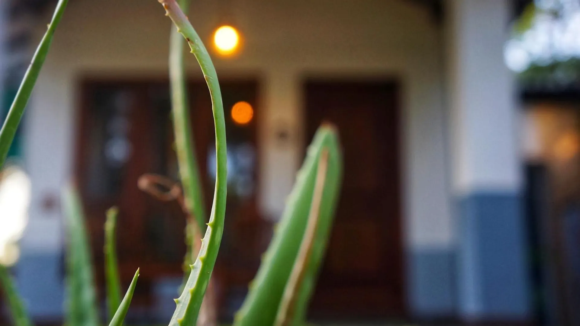 Bed & Breakfast Danu Resort Inamaluwa Sri Lanka